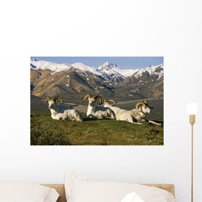 Group Dall Sheep Rams Wall Mural shown on a wall