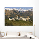 Group Of Dall Sheep Rams On Ridge Polychrome Pass Wall Mural