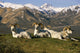 Group Of Dall Sheep Rams On Ridge Polychrome Pass Wall Mural