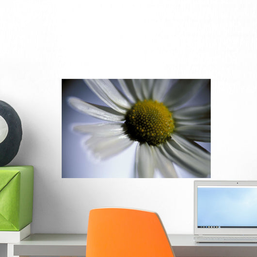 Close Up Of Daisy Bloom Sw Alaska Summer Still Life/Nnear King Salmon Wall Mural