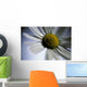 Close Up Of Daisy Bloom Sw Alaska Summer Still Life/Nnear King Salmon Wall Mural