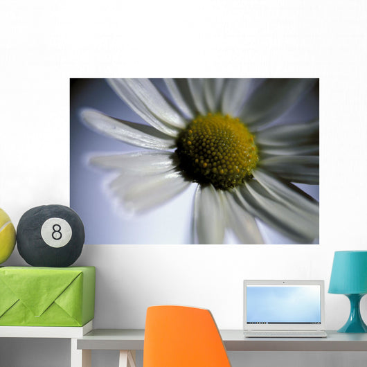 Close Up Of Daisy Bloom Sw Alaska Summer Still Life/Nnear King Salmon Wall Mural