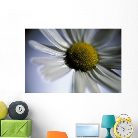 Close Up Of Daisy Bloom Sw Alaska Summer Still Life/Nnear King Salmon Wall Mural