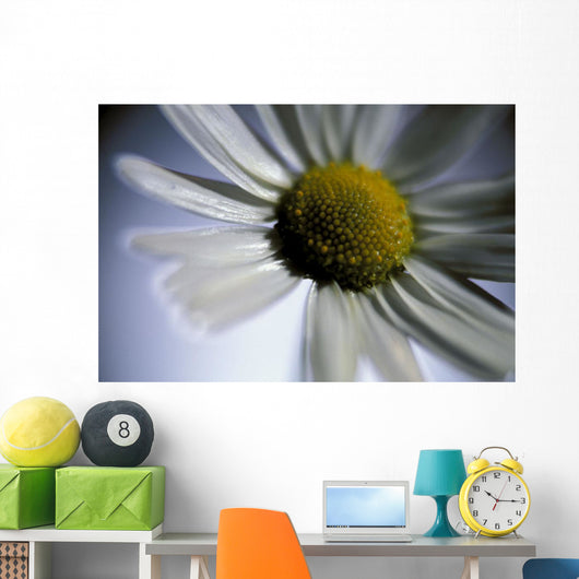 Close Up Of Daisy Bloom Sw Alaska Summer Still Life/Nnear King Salmon Wall Mural