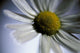 Close Up Of Daisy Bloom Sw Alaska Summer Still Life/Nnear King Salmon Wall Mural