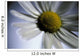 Close Up Of Daisy Bloom Sw Alaska Summer Still Life/Nnear King Salmon Wall Mural