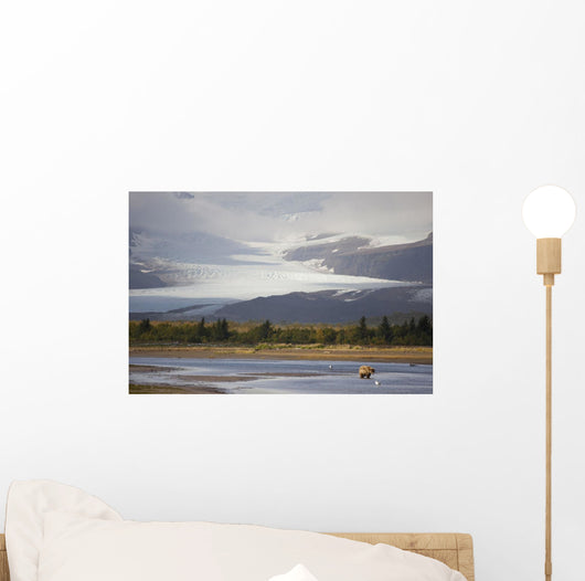 Young Grizzly Fishing At Hallo Bay, Katmai National Park, Alasaka Wall Mural