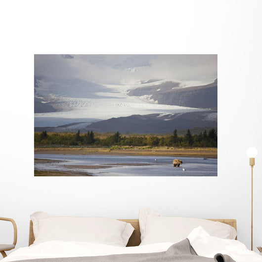 Young Grizzly Fishing At Hallo Bay, Katmai National Park, Alasaka Wall Mural