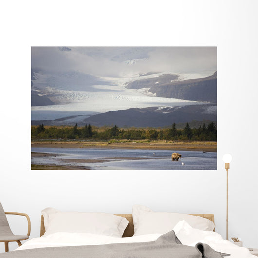 Young Grizzly Fishing At Hallo Bay, Katmai National Park, Alasaka Wall Mural