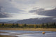 Young Grizzly Fishing At Hallo Bay, Katmai National Park, Alasaka Wall Mural