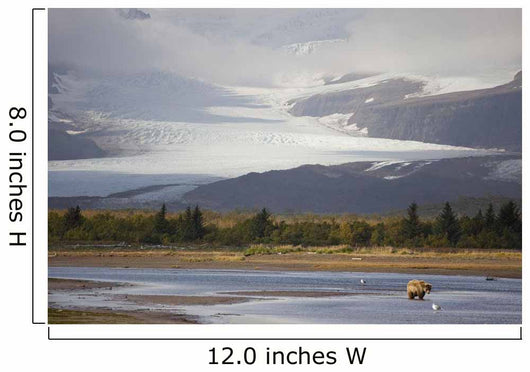 Young Grizzly Fishing At Hallo Bay, Katmai National Park, Alasaka Wall Mural