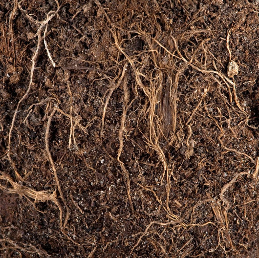 Roots in a soil background Wall Mural