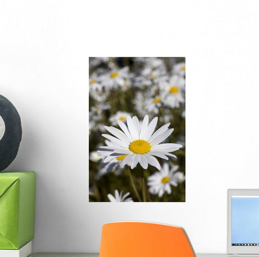 Close Up Of Daisies In The Sun, Alaska Wall Mural