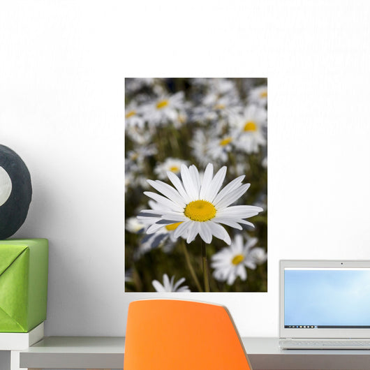 Close Up Of Daisies In The Sun, Alaska Wall Mural