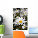 Close Up Of Daisies In The Sun, Alaska Wall Mural