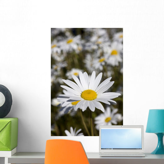 Close Up Of Daisies In The Sun, Alaska Wall Mural
