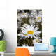 Close Up Of Daisies In The Sun, Alaska Wall Mural
