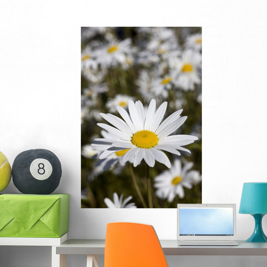 Close Up Of Daisies In The Sun, Alaska Wall Mural