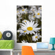 Close Up Of Daisies In The Sun, Alaska Wall Mural