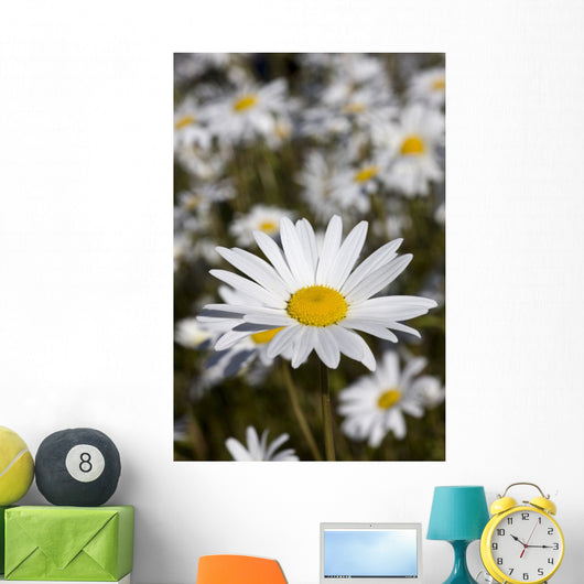 Close Up Of Daisies In The Sun, Alaska Wall Mural