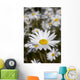 Close Up Of Daisies In The Sun, Alaska Wall Mural