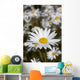 Close Up Of Daisies In The Sun, Alaska Wall Mural