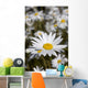 Close Up Of Daisies In The Sun, Alaska Wall Mural
