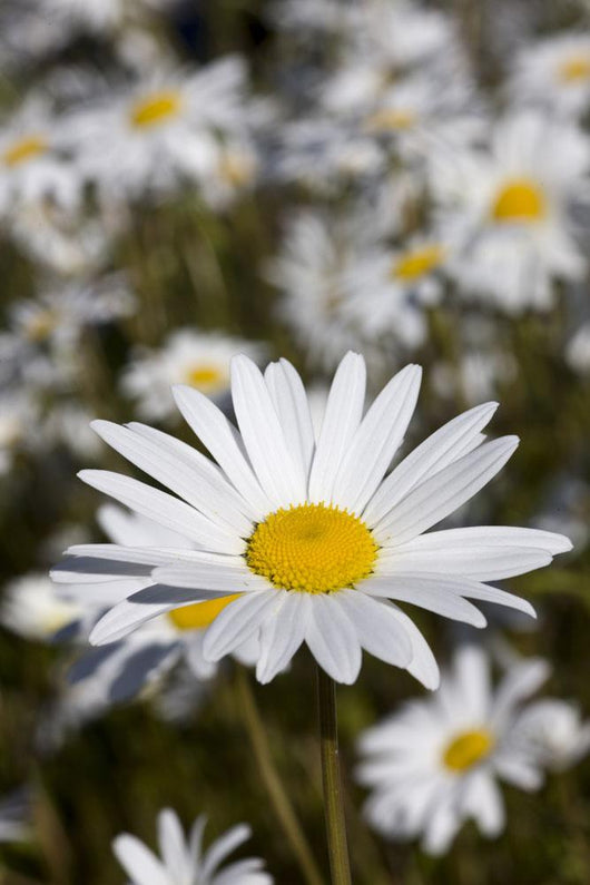 Close Up Of Daisies In The Sun, Alaska Wall Mural