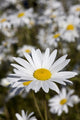 Close Up Of Daisies In The Sun, Alaska Wall Mural