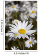 Close Up Of Daisies In The Sun, Alaska Wall Mural