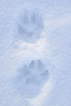 Close Up Of Dog Paw Tracks On Snow Winter Alaska Sc Wall Mural