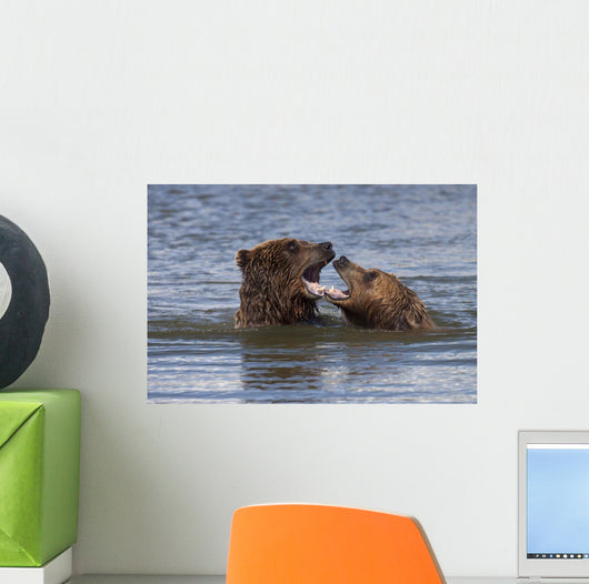 Captive Grizzly Bears Playing Wall Mural