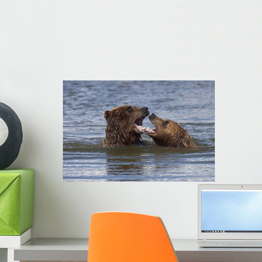 Captive Grizzly Bears Playing Wall Mural