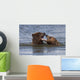 Captive Grizzly Bears Playing Wall Mural