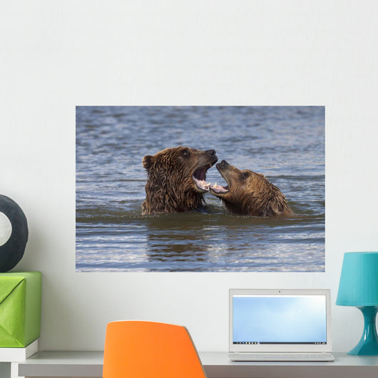 Captive Grizzly Bears Playing Wall Mural
