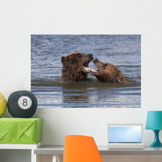 Captive Grizzly Bears Playing Wall Mural