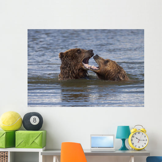 Captive Grizzly Bears Playing Wall Mural