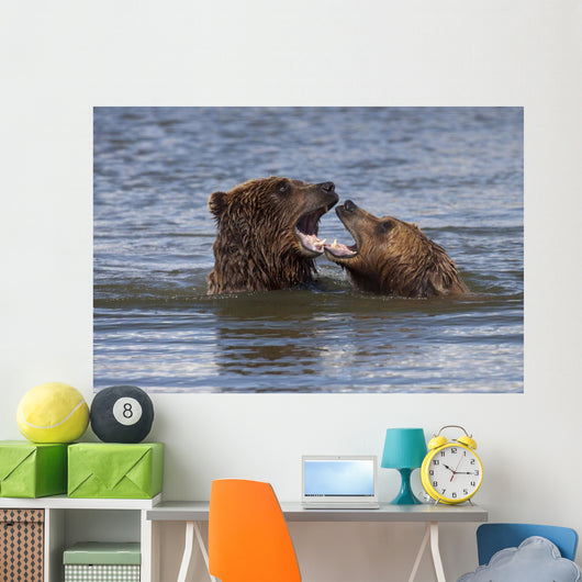 Captive Grizzly Bears Playing Wall Mural