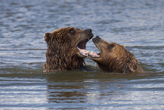 Captive Grizzly Bears Playing Wall Mural