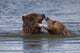 Captive Grizzly Bears Playing Wall Mural