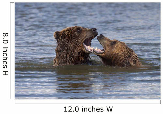 Captive Grizzly Bears Playing Wall Mural