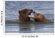Captive Grizzly Bears Playing Wall Mural