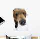 Captive Extreme Close-Up Of Brown Bear Wall Mural
