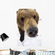 Captive Extreme Close-Up Of Brown Bear Wall Mural