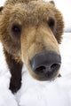 Captive Extreme Close-Up Of Brown Bear Wall Mural