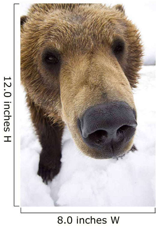 Captive Extreme Close-Up Of Brown Bear Wall Mural