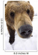 Captive Extreme Close-Up Of Brown Bear Wall Mural