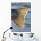 Close Up Of The Tail Of A Rainbow Trout Backlit By Sunshine Wall Mural