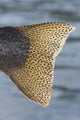 Close Up Of The Tail Of A Rainbow Trout Backlit By Sunshine Wall Mural
