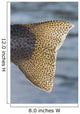 Close Up Of The Tail Of A Rainbow Trout Backlit By Sunshine Wall Mural